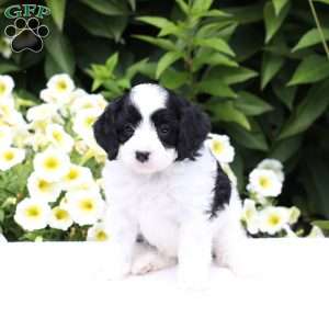 Demi (F1 B), Cavapoo Puppy